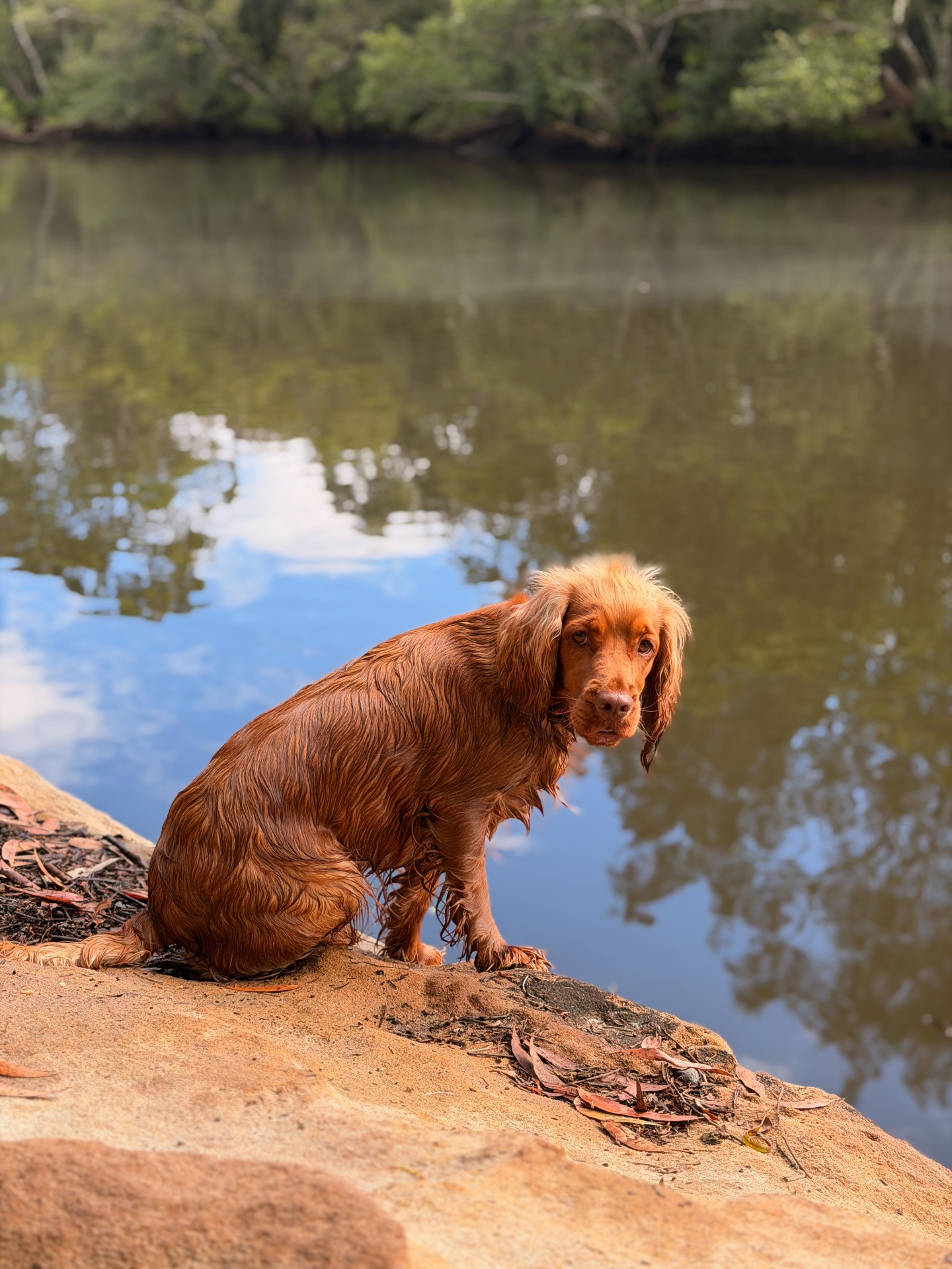 Lexie, a red Cocker Spaniel, by a river